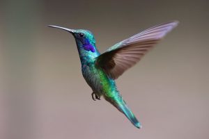 hummingbird-gb02d2106a_640.jpg