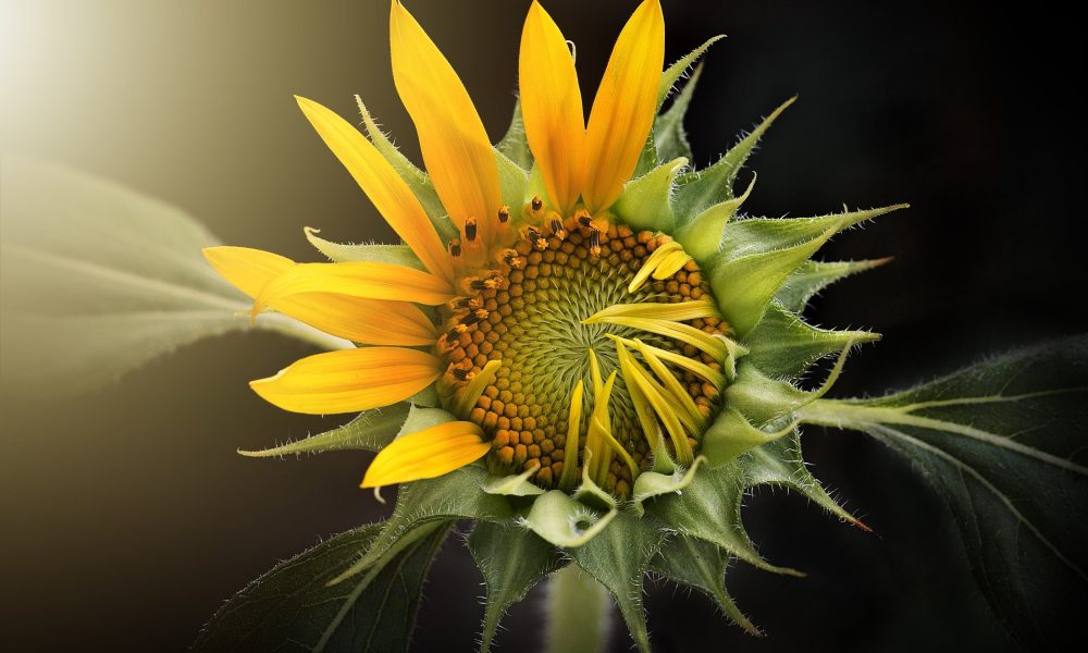 sunflower-3113318_1920